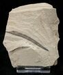 Fossil Banksia Leaf - Green River Formation #16627-1